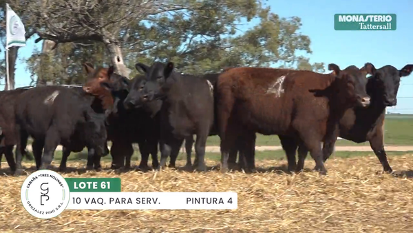 Lote "TRES MOLINOS" VAQUILLAS Para Servicio