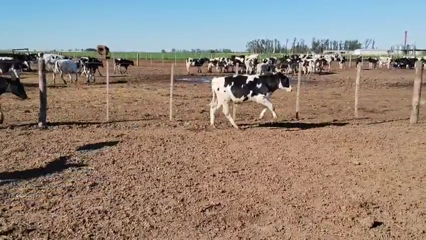 Lote 56 Novillitos Holando Argentino en Porteña, Córdoba