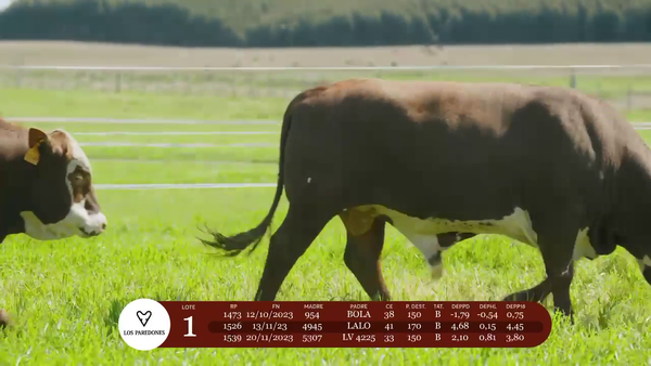 Lote Lote 1 - Los Paredones