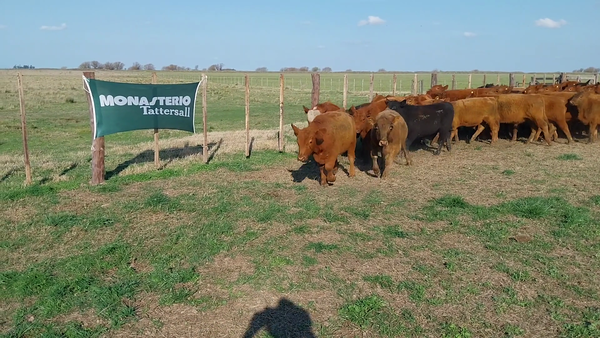 Lote 86 Terneros EN GRAL LAMADRID