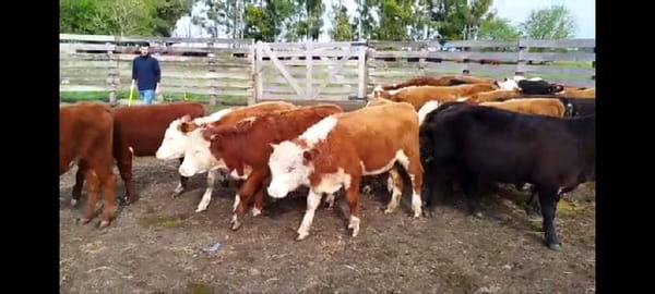 Lote 45 Terneros/as en Entre Ríos, Concepción del Uruguay