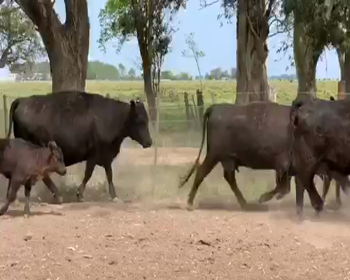 Lote 20 Vacas en Pila, Buenos Aires