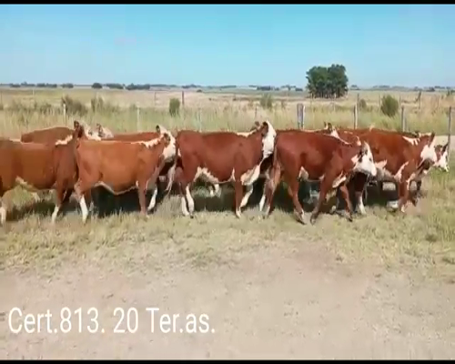 Lote TERNERAS