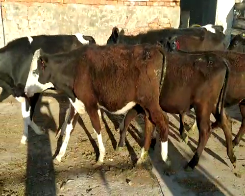 Lote 10 Terneras en Suardi, Santa Fe