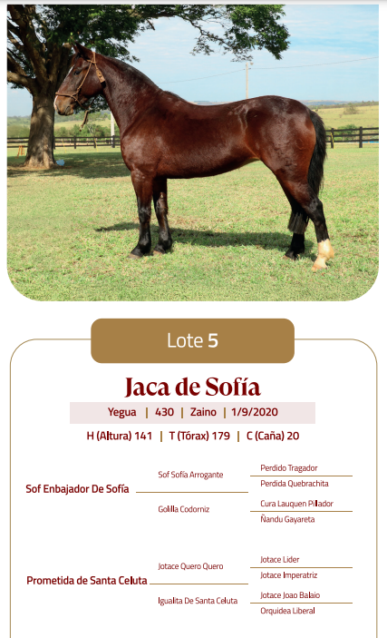 Lote LOTE 5