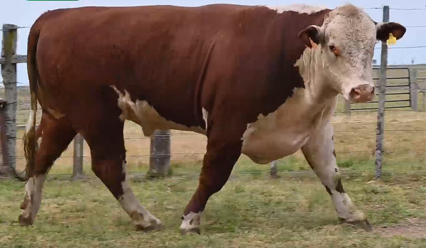 Lote TOROS PI DOS AÑOS Y MEDIO RP 2351 2354 2330