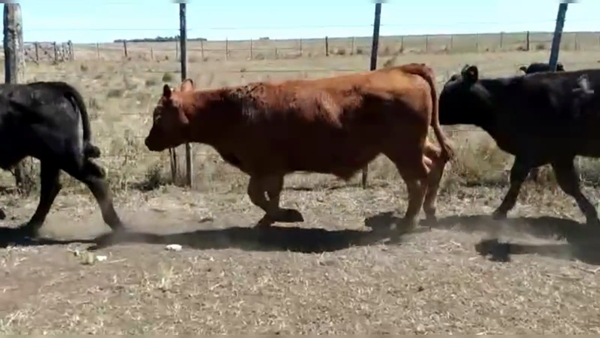 Lote 67 TERNS. MACHOS, DE LA GARMA, PCIA. DE BS. AS.