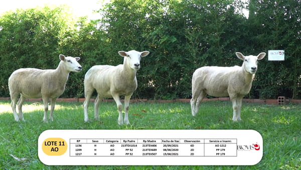 Lote Lote 11 - AO