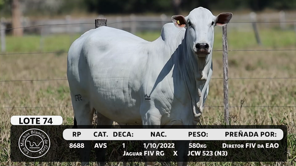 Lote LOTE 74