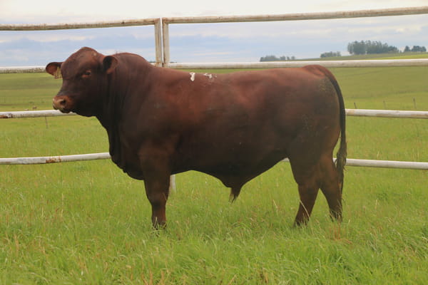Lote Toros, Tacuarembó