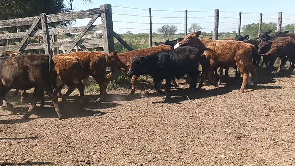 Lote 30 Terneras Cruza en Moisés Ville, Santa Fe
