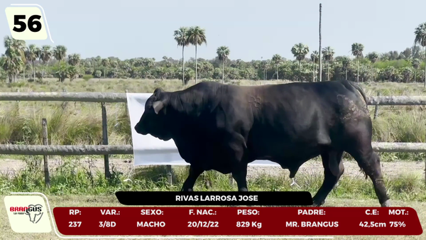 Lote LOTE 56 - CAMPO