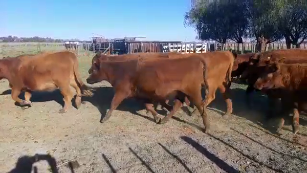 Lote 35 Vaquillonas preñadas en Cañuelas, Buenos Aires