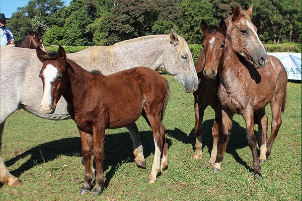 Lote MALAGUETA II DA ESCONDIDA