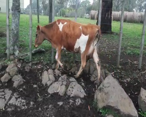Lote Vaquillonas  KIWI 380kg - , San José