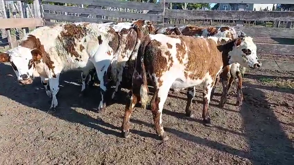 Lote 7 Novillos, San José