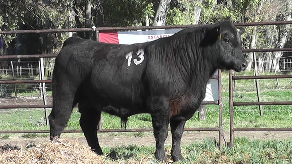 Lote ANGUS PURO CONTROLADO