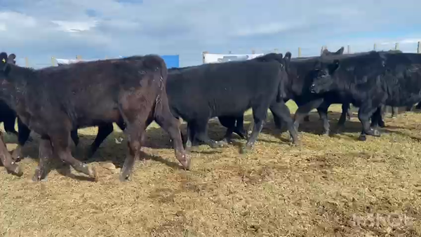 Lote 60 Terneras en Dolores, Buenos Aires