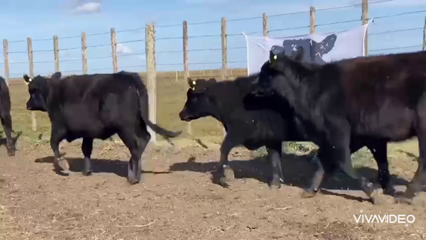 Lote 65 Vaquillonas en Dolores, Buenos Aires