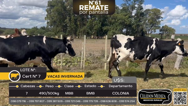 Lote 7 Vacas de Invernada en Santa Rosa, Colonia