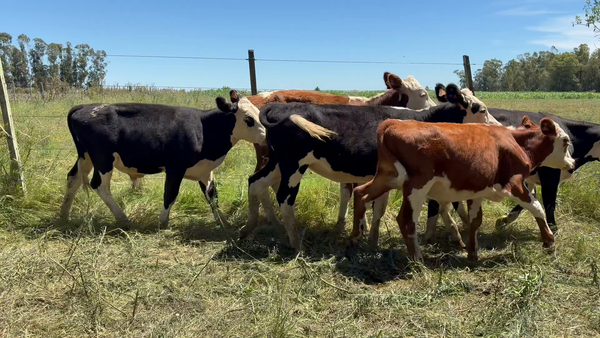 Lote TERNEROS Y TERNERAS