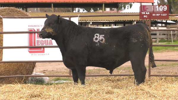 85 1437 — TOROS ANGUS NEGROS  PC