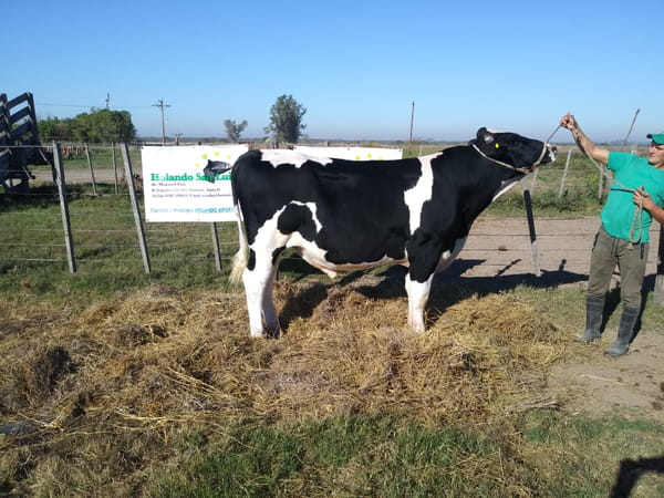 Lote Holan 3111 Montross Atwood Te T/E