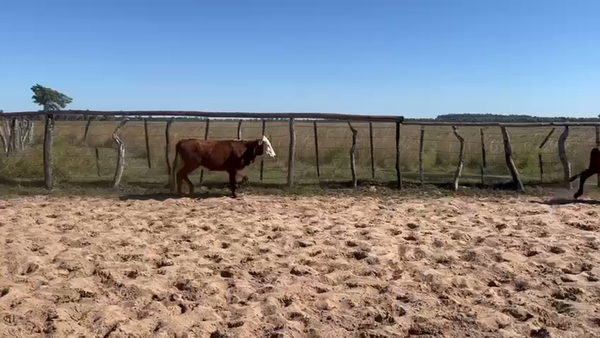 Lote 8 Terneros en Corrientes, Tatacua