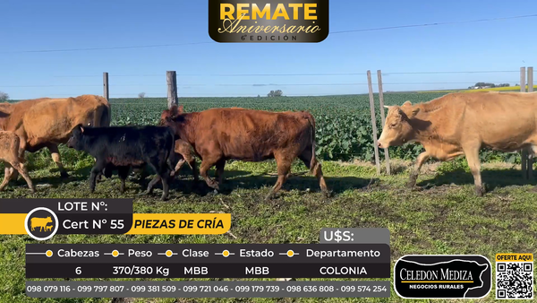 Lote 6 Piezas de cría en La Horqueta, Colonia