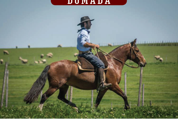 Lote YÚBELY MILLENIUM