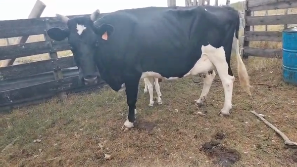 Lote 2 Piezas de cría 520kg - , San José