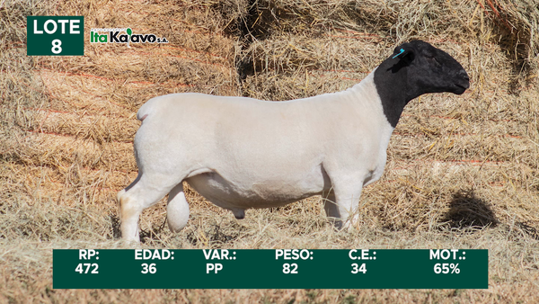 Lote LOTE 8