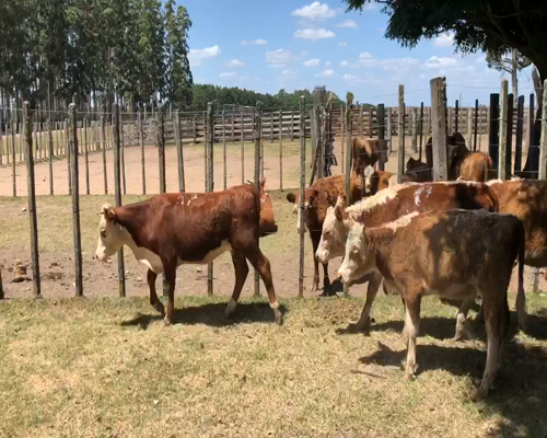 Lote 8 Vaquillonas en Cerro Largo, Cerro Largo