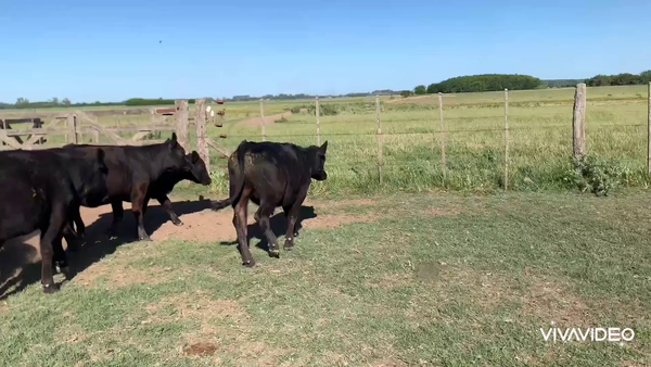 Lote 70 Terneros/as en Castelli, Buenos Aires