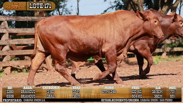 Lote LOTE 171 - PANTALLA