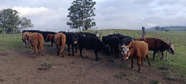 Lote Vacas invernada