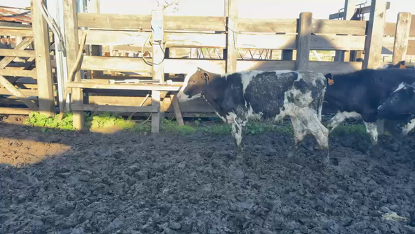 Lote TERNEROS