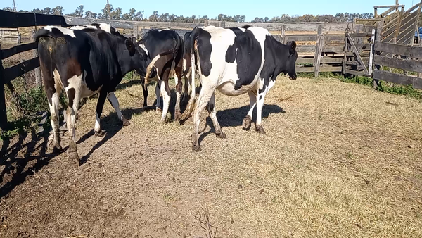 Lote Globalagri Lote 3