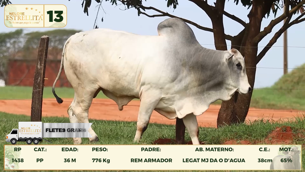 Lote LOTE 13