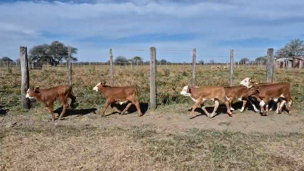Lote 125 Terneros/as a término en Corrientes, Curuzu Cuatia