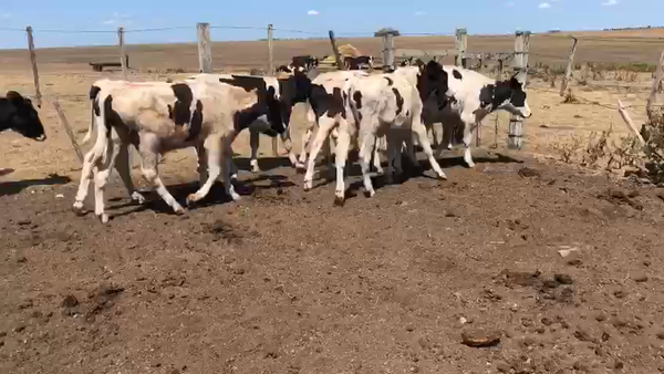 Lote 13 Terneros Holando 180kg -  en Coronilla - Mal Abrigo