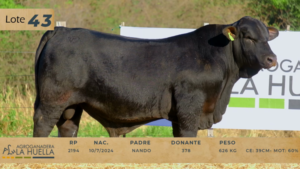 Lote LOTE 43