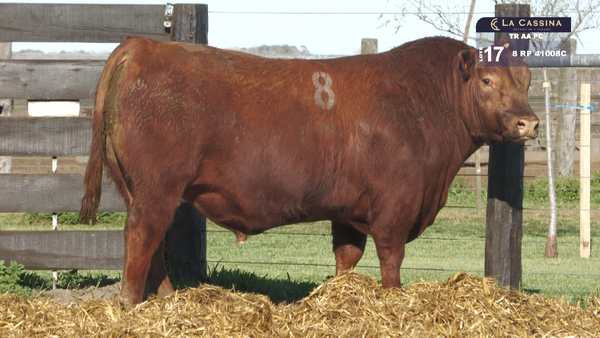 8 41008C — TOROS ANGUS PURO CONTROLADO