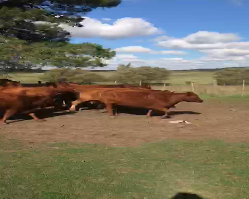 Lote En Azul 25 Vacas preñadas