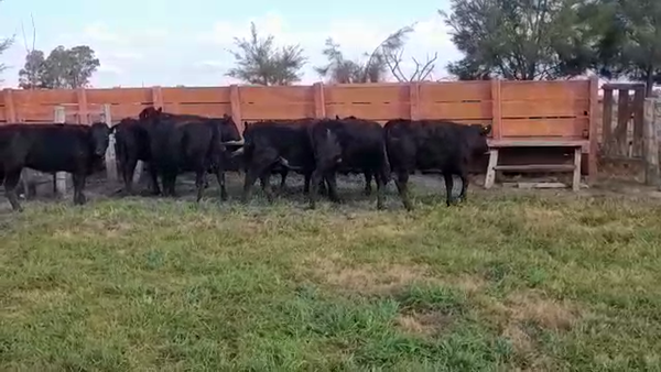 Lote (Vendido)8 Terneras ANGUS/ HOLANDO 285kg -  en CUFRE