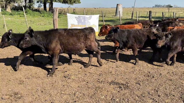 Lote 110 Terneros