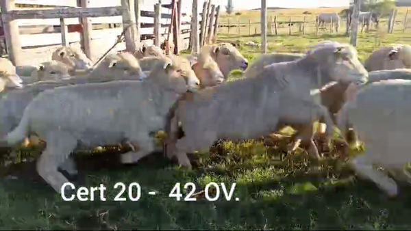 Lote OVEJAS