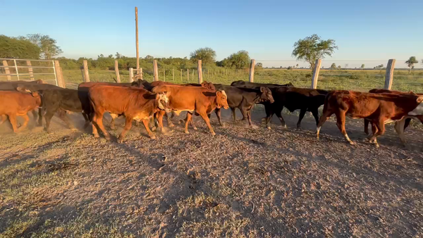 Lote 80 Terneros/as en Pto. Eva Perón, Chaco