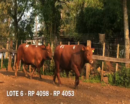 Lote Toros RP 4053 4098