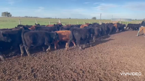 Lote 100 Terneras en La Plata, Buenos Aires